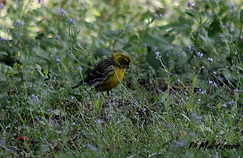 European Serin