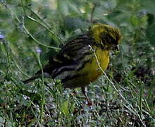 European Serin