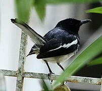 Oriental Magpie-Robin