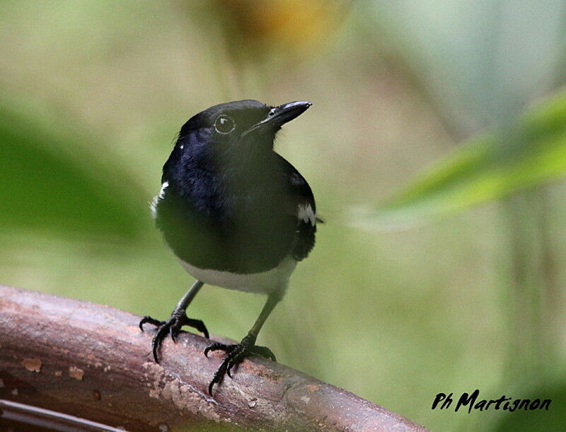 Oriental Magpie-Robin