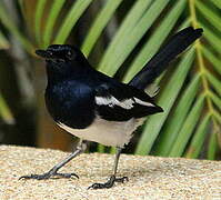 Oriental Magpie-Robin