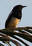 Oriental Magpie-Robin