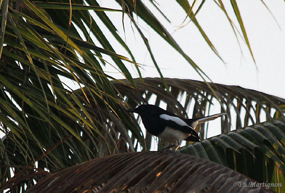 Oriental Magpie-Robin