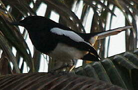 Oriental Magpie-Robin