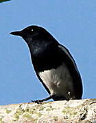 Oriental Magpie-Robin