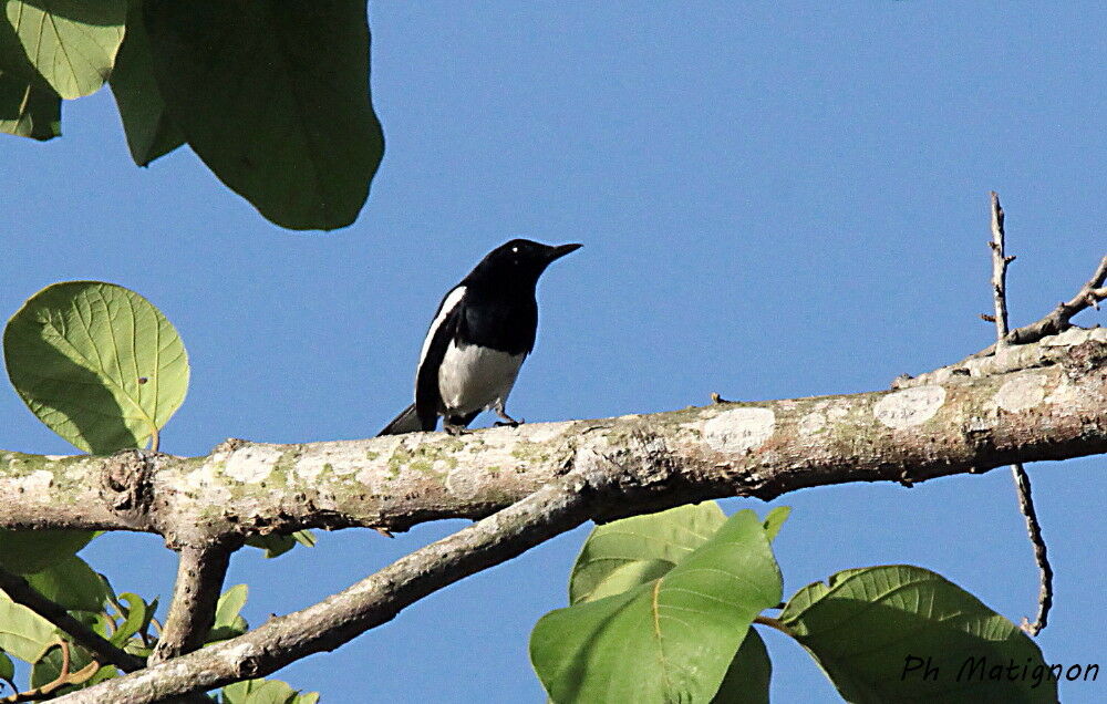 Shama dayal, identification