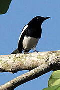 Oriental Magpie-Robin