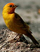 Saffron Finch