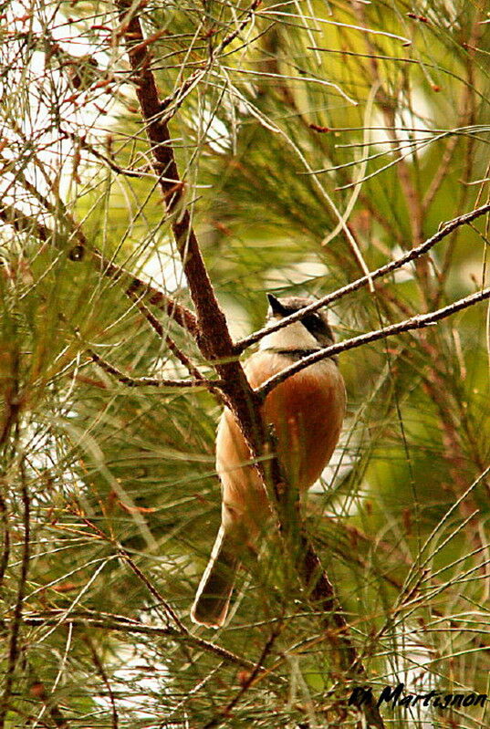 Rufous Whistler