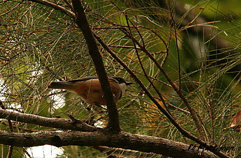 Rufous Whistler