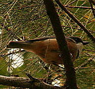 Rufous Whistler