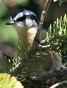 Red-breasted Nuthatch