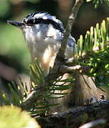 Red-breasted Nuthatch