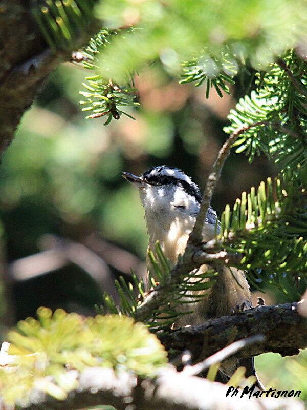 Red-breasted Nuthatch