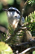 Red-breasted Nuthatch