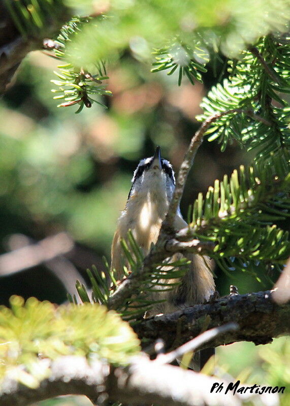 Red-breasted Nuthatch