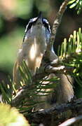 Red-breasted Nuthatch