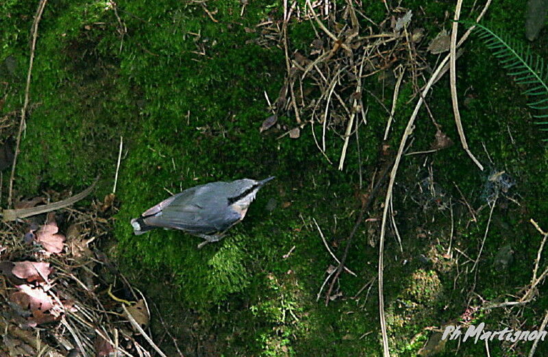 Eurasian Nuthatch