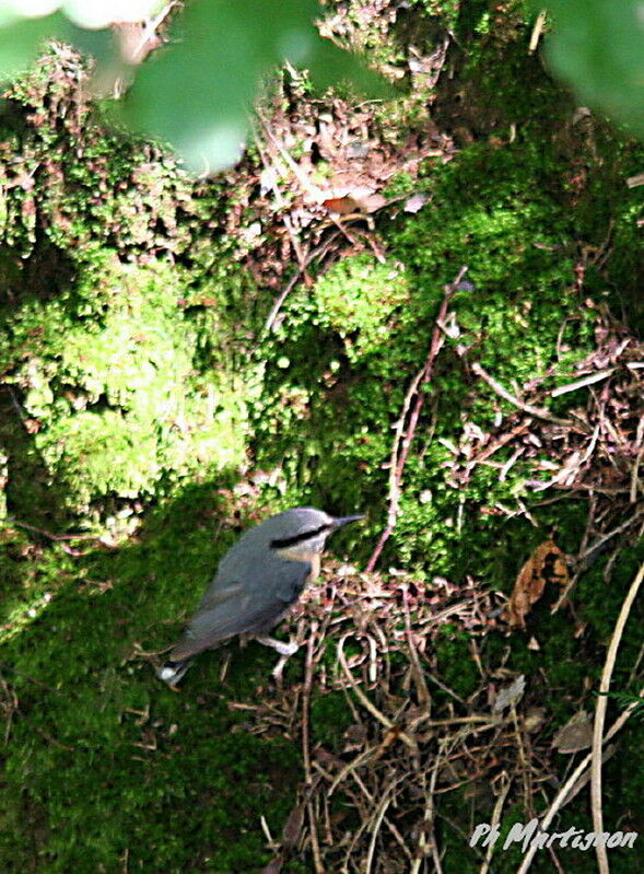 Eurasian Nuthatch