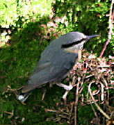 Eurasian Nuthatch