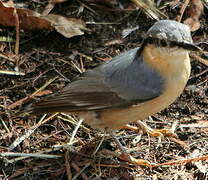 Eurasian Nuthatch