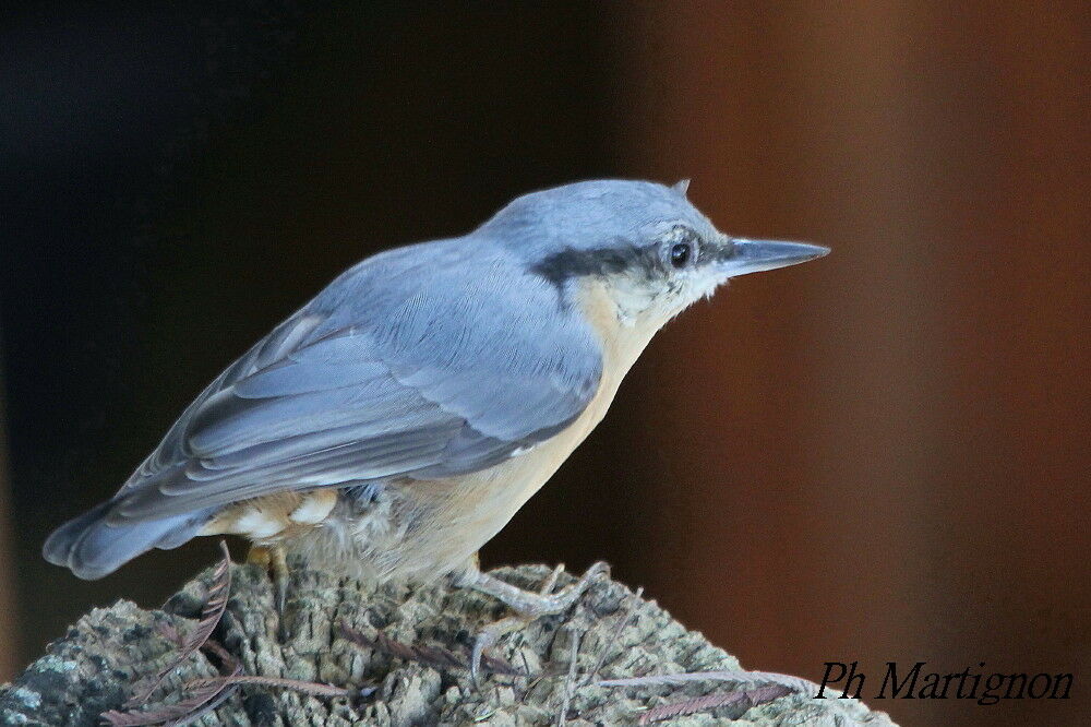 Eurasian Nuthatch, identification
