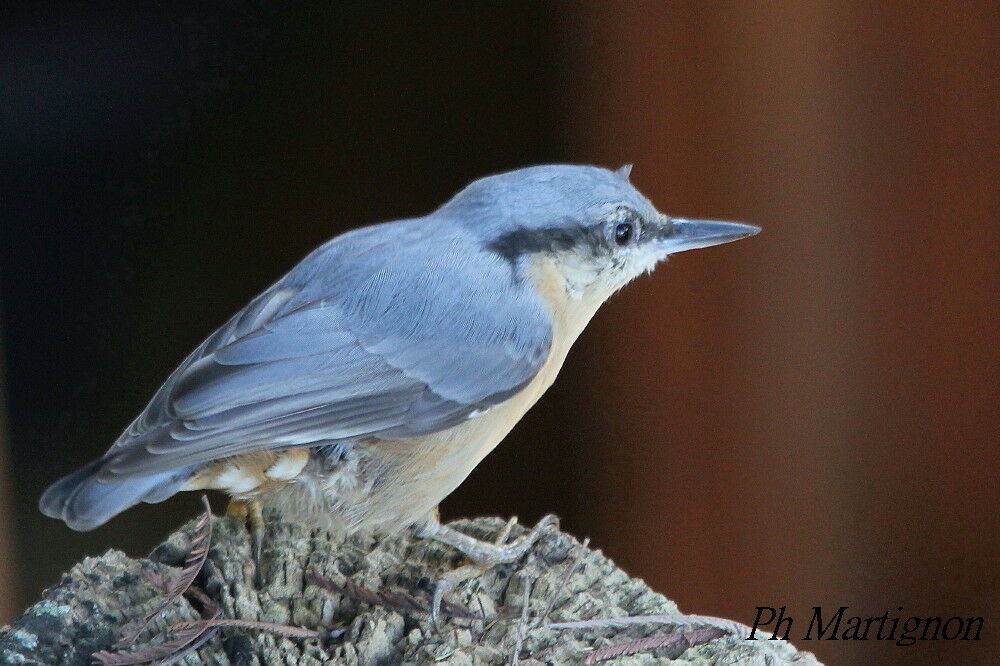 Eurasian Nuthatch, identification