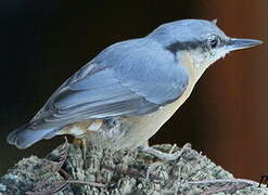 Eurasian Nuthatch