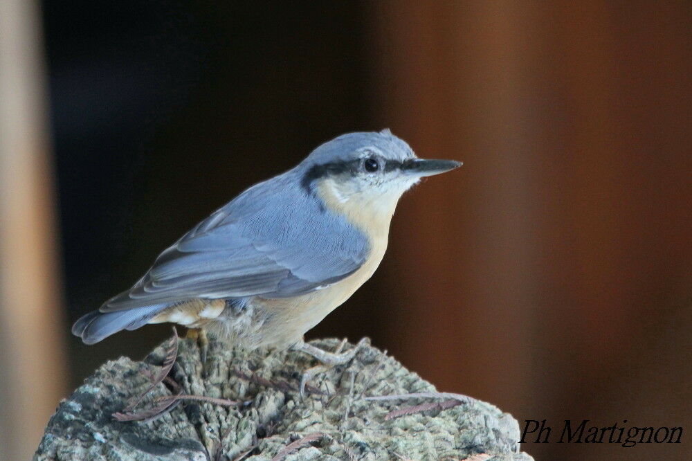 Eurasian Nuthatch, identification