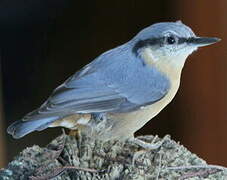 Eurasian Nuthatch