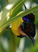 Brown-throated Sunbird