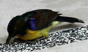 Brown-throated Sunbird