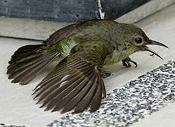 Brown-throated Sunbird