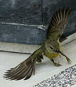 Brown-throated Sunbird