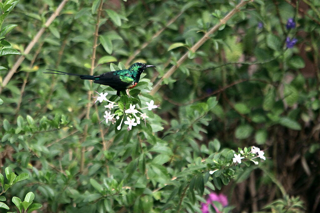 Souimanga à longue queueadulte nuptial, identification