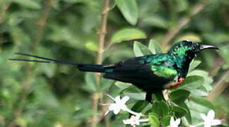 Beautiful Sunbird