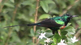 Beautiful Sunbird