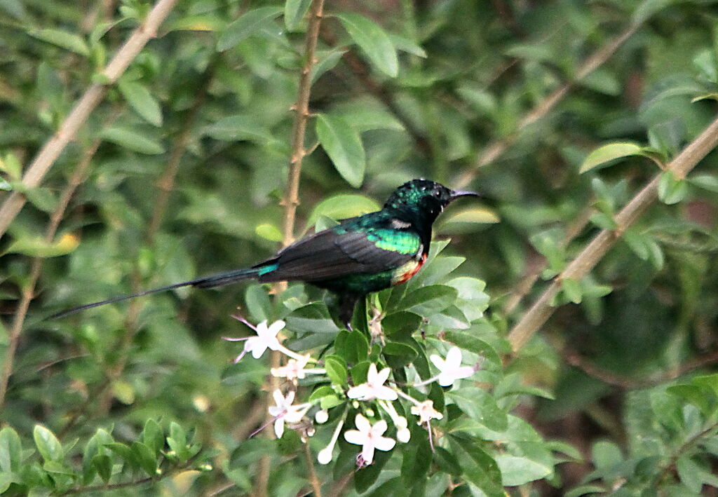 Beautiful Sunbirdadult breeding, identification