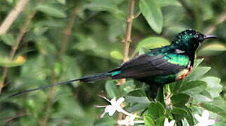 Beautiful Sunbird