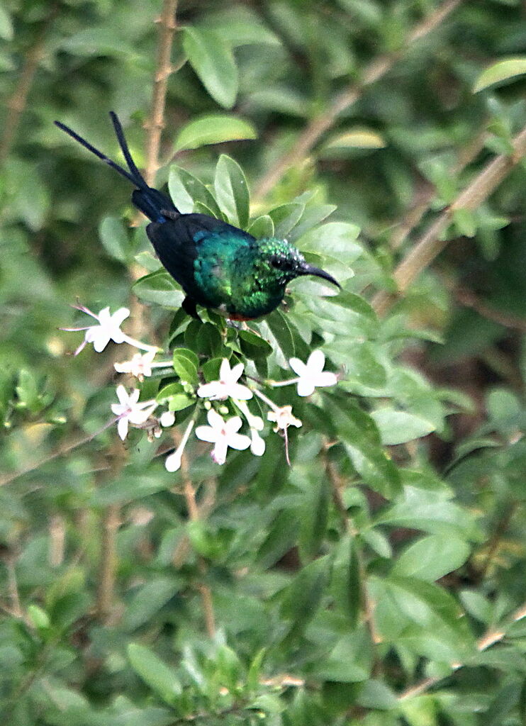 Souimanga à longue queueadulte nuptial, identification