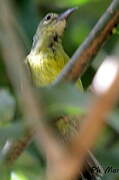 Plain Sunbird