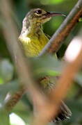 Plain Sunbird