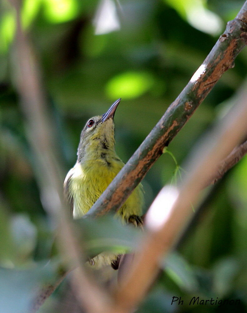 Plain Sunbird, identification