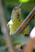 Plain Sunbird