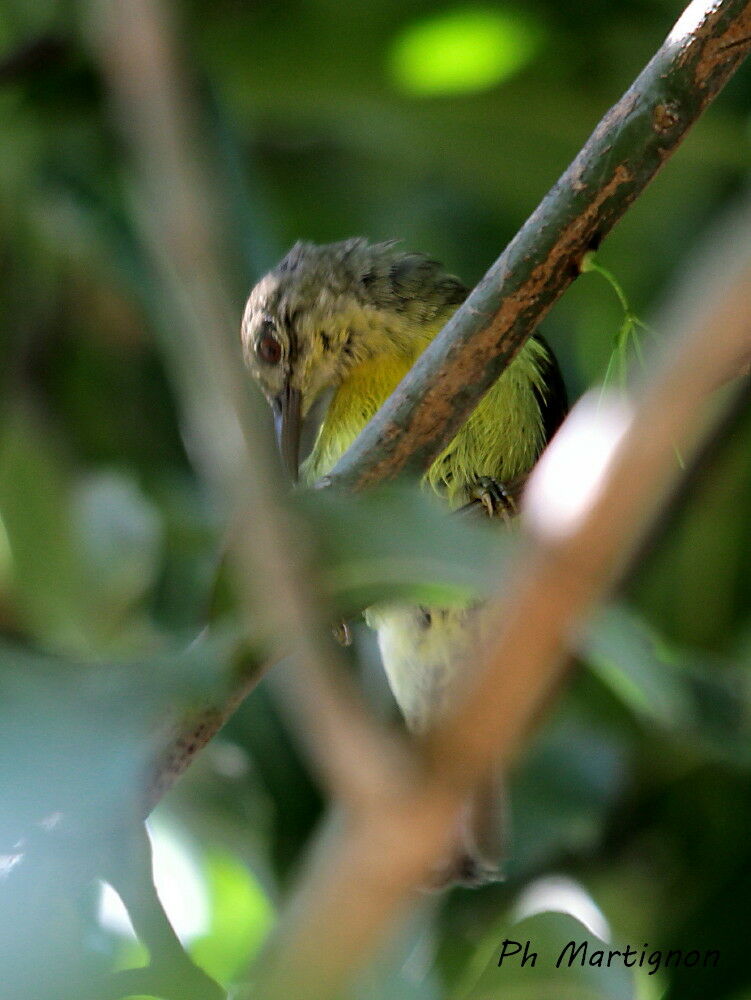 Plain Sunbird, identification