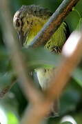 Plain Sunbird