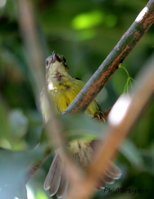 Plain Sunbird, identification
