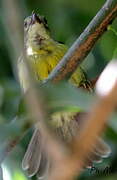 Plain Sunbird