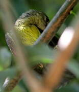 Plain Sunbird