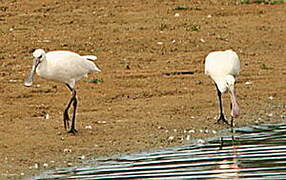 Eurasian Spoonbill